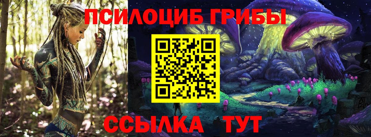 Псилоцибиновые грибы Cubensis Заводоуковск